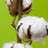 Organic - Cotton plant